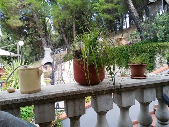 B&B Peschici Rooms 외부 사진